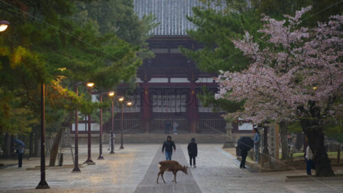 Nara, Japan – April 10, 2025: People and a deer walking in the rain at the Todai-ji Chumon, Central Gate. Translation: “Nigatsudo Pilgrimage Path” - Starpik Stock