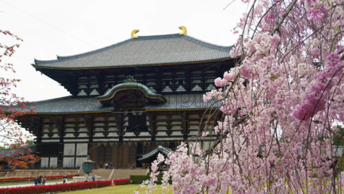Nara, Japan – April 10, 2025: Pink cherry blossom tree at the the Todai-ji Buddhist temple with tourist walking - Starpik Stock