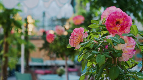 Pink climbing roses in pots at an outside cafe with mint green tables and chairs - Starpik Stock