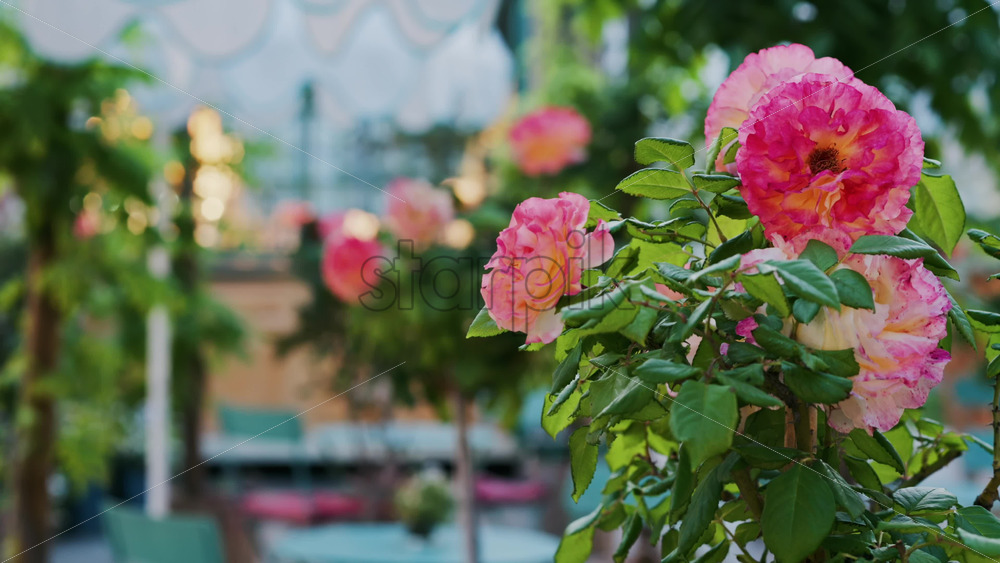 Pink climbing roses in pots at an outside cafe with mint green tables and chairs - Starpik Stock