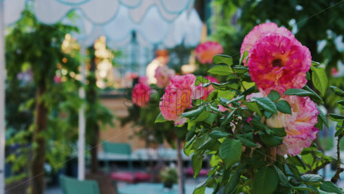Pink climbing roses in pots at an outside cafe with mint green tables and chairs - Starpik Stock