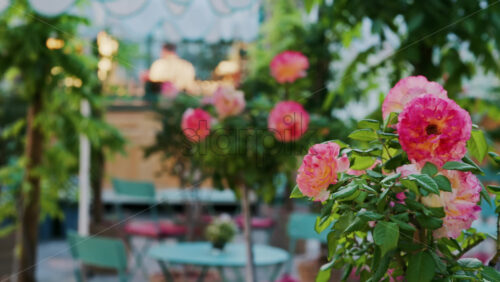 Pink climbing roses in pots at an outside cafe with mint green tables and chairs - Starpik Stock