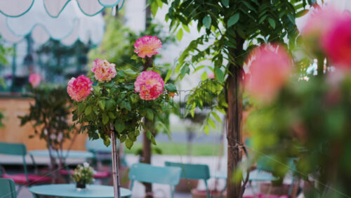 Pink climbing roses in pots at an outside cafe with mint green tables and chairs - Starpik Stock