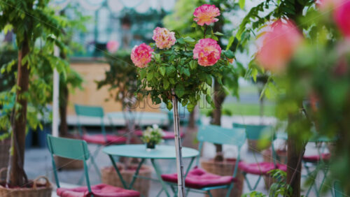Pink climbing roses in pots at an outside cafe with mint green tables and chairs - Starpik Stock