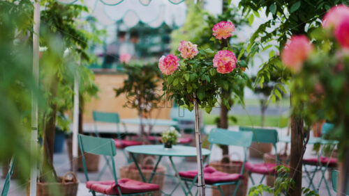 Pink climbing roses in pots at an outside cafe with mint green tables and chairs - Starpik Stock