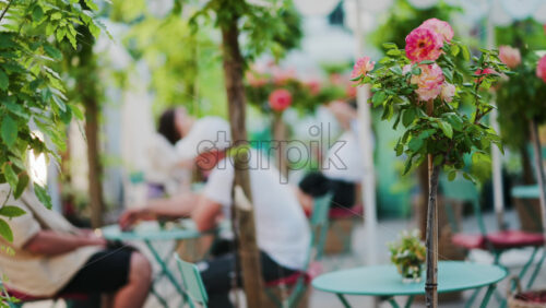 Pink climbing roses in pots at an outside cafe with mint green tables and chairs - Starpik Stock