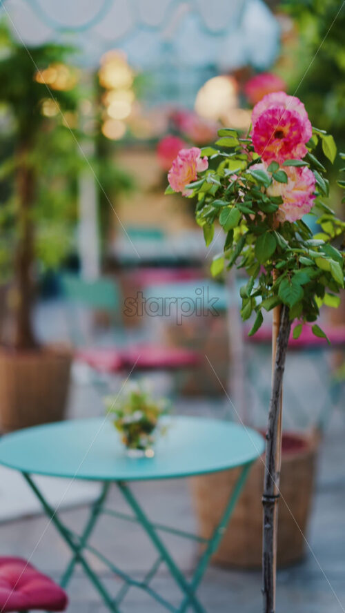 Pink climbing roses in pots at an outside cafe with mint green tables and chairs. Vertical - Starpik Stock