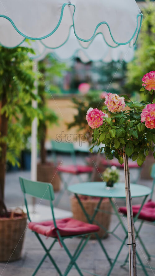 Pink climbing roses in pots at an outside cafe with mint green tables and chairs. Vertical - Starpik Stock