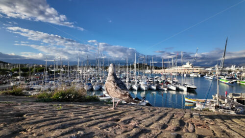 Seagull perched on a stone wall with Port Vauban on the background - Starpik Stock