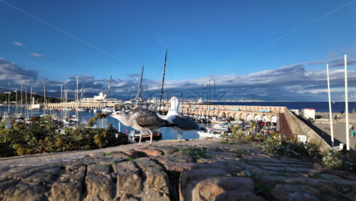 Seagulls perched on a stone wall with Port Vauban on the background - Starpik Stock