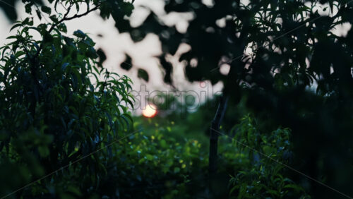 The sun peaking through different green trees in an orchard at sunset - Starpik Stock