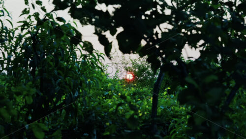 The sun peaking through different green trees in an orchard at sunset - Starpik Stock