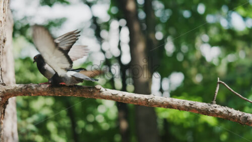 Two black and grey pigeons pecking on a tree branch in the park - Starpik Stock