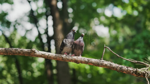 Two black and grey pigeons pecking on a tree branch in the park - Starpik Stock