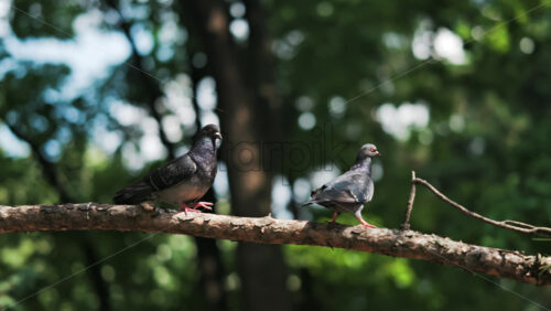Two black and grey pigeons pecking on a tree branch in the park - Starpik Stock