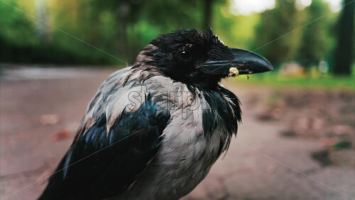 Video – Black little baby crow seating on a road in a green park in summer - Starpik Stock