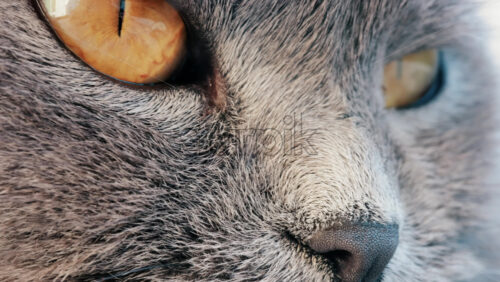 Video – Close up of a grey British Shorthair cat’s golden eyes with detailed fur and sharp reflection in the iris - Starpik Stock