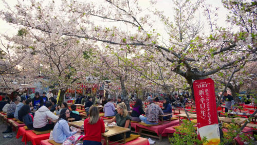 Video - Kyoto, Japan - April 11, 2025: People eating and seating at tables under cherry blossom trees in the Maruyama Park at sunset
