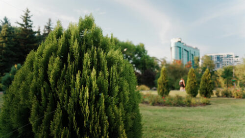 View of a park with lush greenery, trimmed bushes, and trees, with a modern building in the background - Starpik Stock