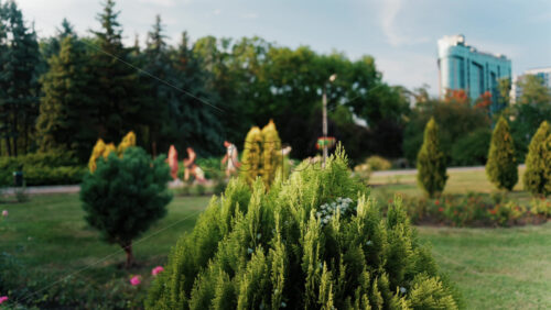 View of a park with lush greenery, trimmed bushes, and trees, with a modern building in the background - Starpik Stock