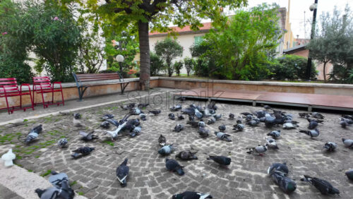 Villefranche-sur-Mer, France – July 18, 2025: Multiple grey pigeons eating in a small square in the city - Starpik Stock