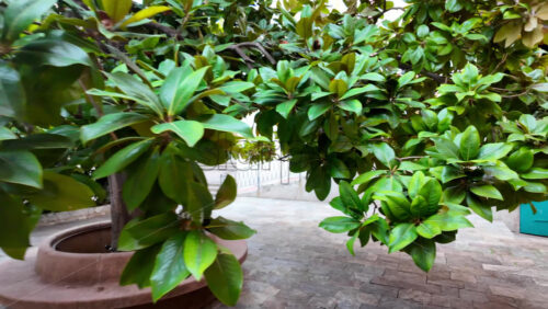 Villefranche-sur-Mer, France – July 18, 2025: View of a green magnolia tree on the streets of the city lined with colourful buildings - Starpik Stock