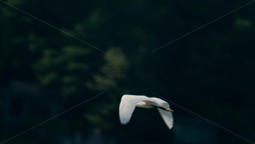 White egret flying low across a calm body of water - Starpik Stock