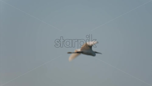 White egret flying low across a calm body of water - Starpik Stock