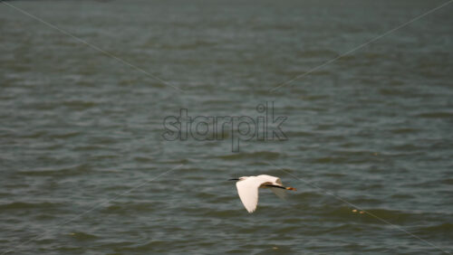 White seagull flying low over the blue Mediterranean sea - Starpik Stock