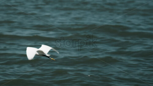 White seagull flying low over the blue Mediterranean sea - Starpik Stock