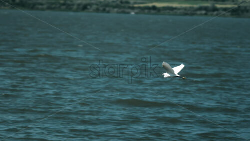 White seagull flying low over the blue Mediterranean sea - Starpik Stock