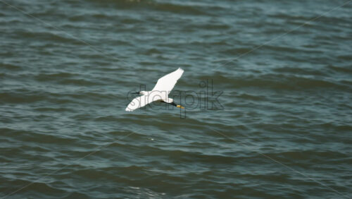 White seagull flying low over the blue Mediterranean sea - Starpik Stock