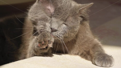 Video - Close up of British Shorthair cat licking and washing itself