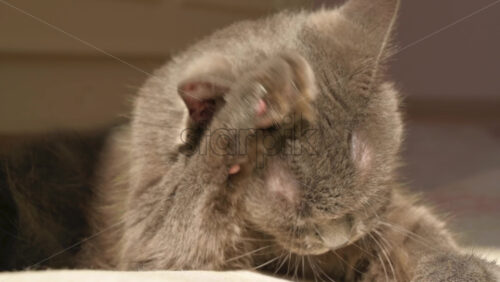 Video - Close up of British Shorthair cat licking and washing itself