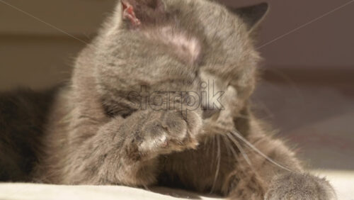 Video - Close up of British Shorthair cat licking and washing itself
