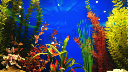 Video - Aquarium with artificial plants, blue wall and bubbles