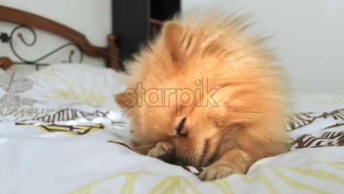 Video - Frolicking pomeranian with yellow fur on a bed