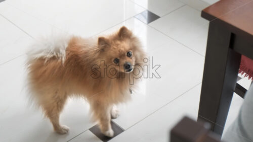 Video - A pomeranian with yellow fur and brown eyes staying on the floor near a human sitting at the table