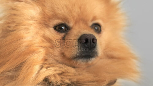 Video - Close-up shot of a pomeranian with yellow fur and brown eyes