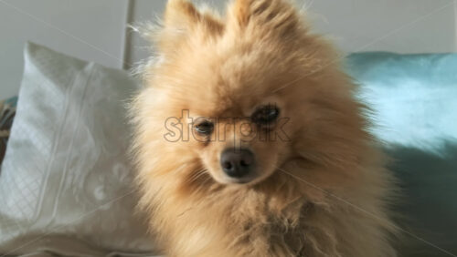 Video - Pomeranian with yellow fur on a bed looking from one side to the other