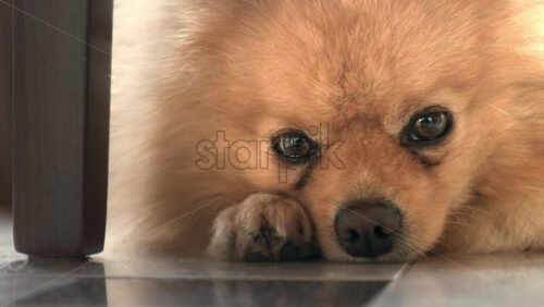 Video - Close-up shot of a pomeranian with yellow fur and brown eyes lying on the floor near a chair's leg