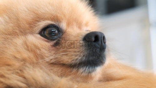 Video - Close-up shot of a pomeranian with yellow fur and brown eyes