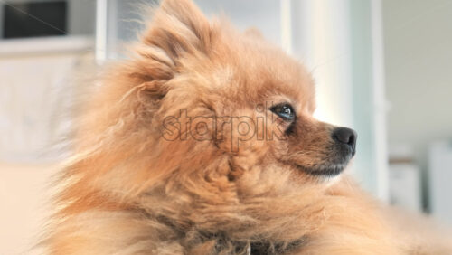 Video - Pomeranian with yellow fur looking from one side to the other