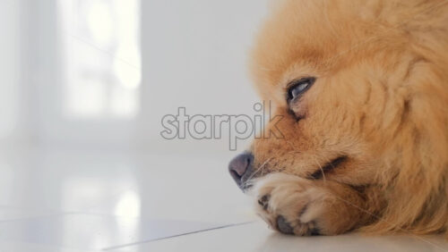 Video - Close-up shot of a pomeranian with yellow fur and brown eyes lying on the floor, rising and going