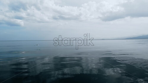 Video - Taking off bird from the surface of the Aegean sea in Greece. Hills in the distance