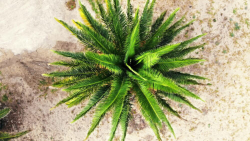 Video - Aerial drone view of a palm tree in Greece. View from the top, rotating camera