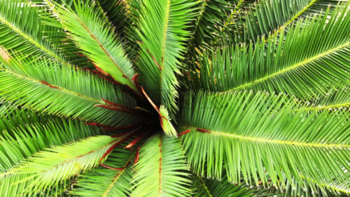 Video - Aerial drone view of a palm tree in Greece. View from the top, rotating camera