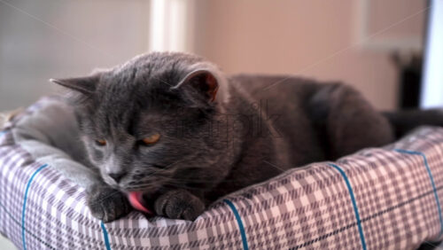 Video - A domestic cat with dark gray fur and orange eyes lying on the couch and licking it's paws. Slow motion