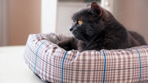 Video - A domestic cat with dark gray fur and orange eyes lying on the couch, blinking and turning his head. Slow motion