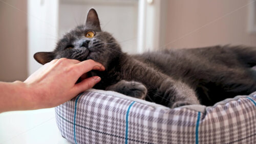 Video - Female hand petting a domestic cat with dark gray fur and orange eyes lying on the couch and then taking it's paws. Slow motion